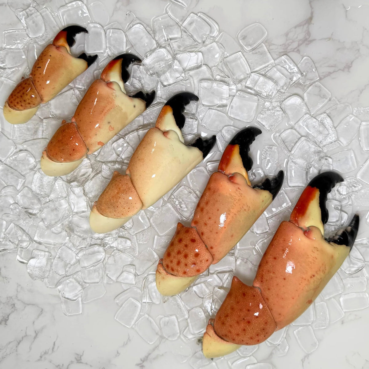 Florida stone crab claws, all sizes, on ice