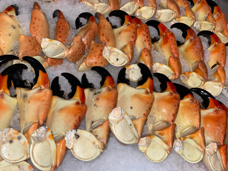 Florida stone crab claws